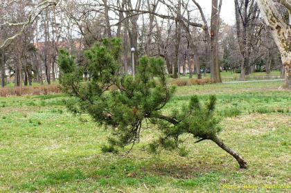 Pinus mugo
